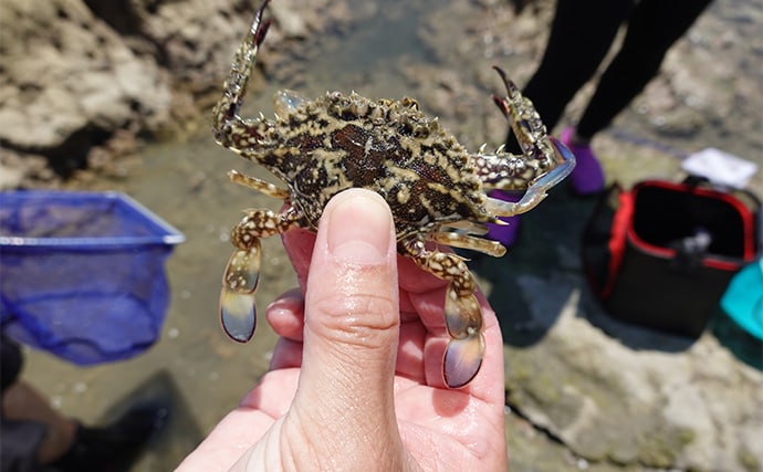 VTuber『うおむすめ』が磯採集に挑戦！ タイドプールの見釣りで小魚連発に大喜び