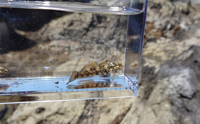 VTuber『うおむすめ』が磯採集に挑戦！ タイドプールの見釣りで小魚連発に大喜び