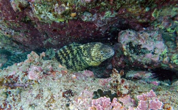 VTuber『うおむすめ』が磯採集に挑戦！ タイドプールの見釣りで小魚連発に大喜び