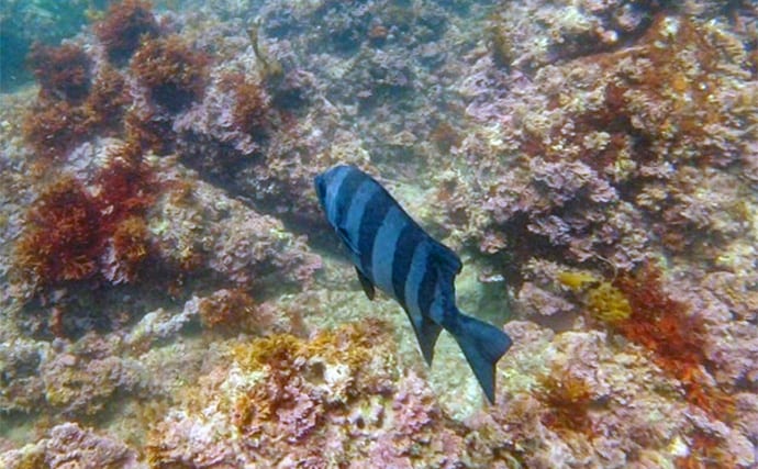 VTuber『うおむすめ』が磯採集に挑戦！ タイドプールの見釣りで小魚連発に大喜び