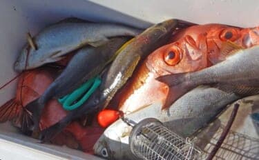 沖の五目釣りチカメキントキにアカイサキにイサキと多彩釣果【福岡】