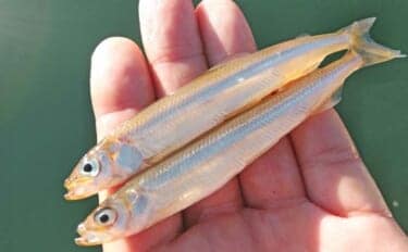 西湖のヒメマス&ワカサギ釣りが解禁!【遊魚期間・釣り方・仕掛けを解説】