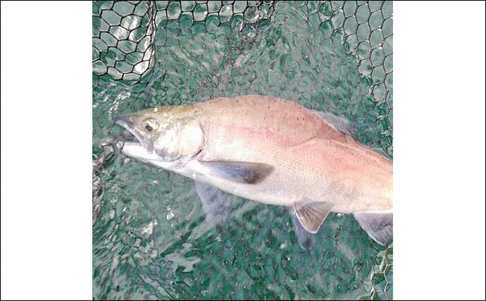 西湖のヒメマス＆ワカサギ釣りが解禁！【遊魚期間・釣り方・仕掛けを解説】