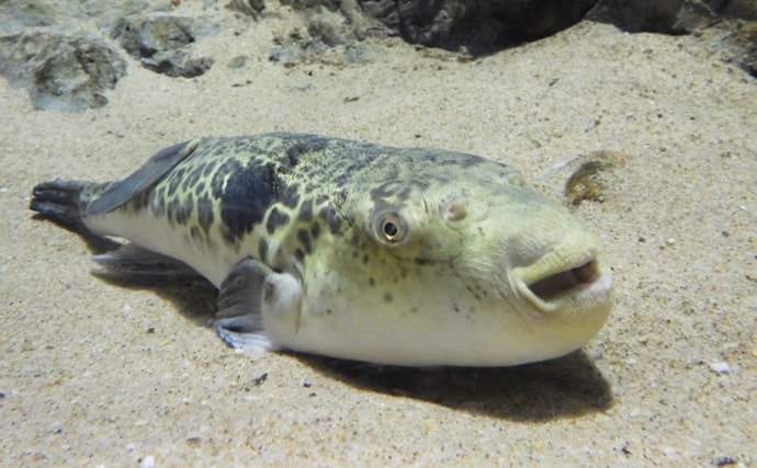 鉄砲（てっぽう）と呼ばれるサカナたち　「当たると死ぬ」が由来？