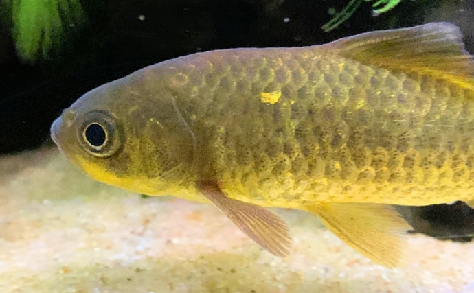 鉄砲（てっぽう）と呼ばれるサカナたち　「当たると死ぬ」が由来？