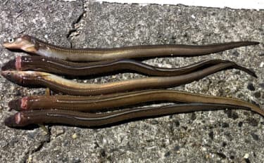 「タックルより仕掛けが重要？」 堤防ぶっこみアナゴ釣りの仕掛けを徹底解説