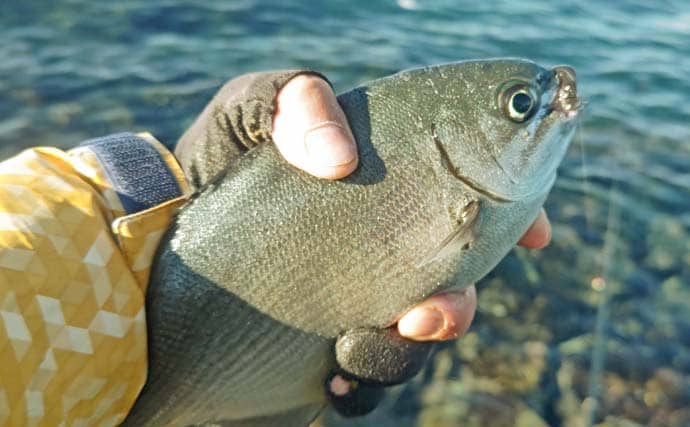 自衛隊護岸でウキフカセ釣り満喫【千葉・館山】44cmメジナ含め良型連発の好展開