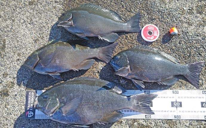 自衛隊護岸でウキフカセ釣り満喫【千葉・館山】44cmメジナ含め良型連発の好展開