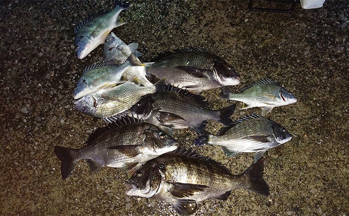 「自動で釣れちゃう針？」速攻全誘導釣法専用チヌ針『プログレスチヌ』を紹介