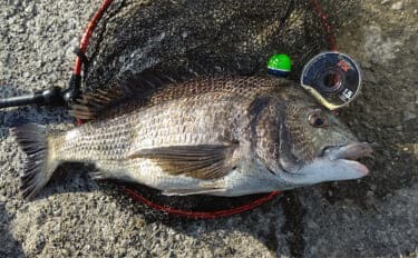 「自動で釣れちゃう針？」速攻全誘導釣法専用チヌ針『プログレスチヌ』を紹介