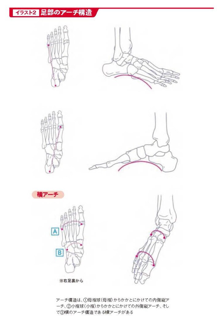 足部のアーチ構造【スポーツ障害予防の教科書】