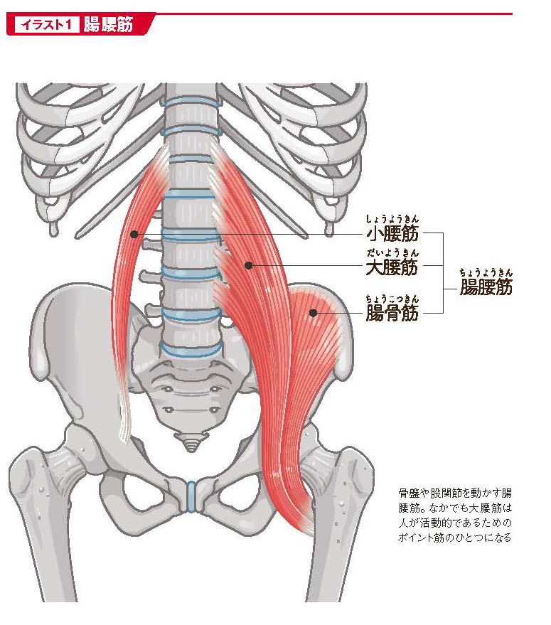 腸腰筋【スポーツ障害予防の教科書】