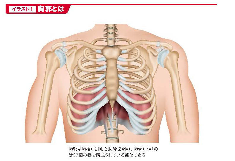 胸郭とは【スポーツ障害予防の教科書】