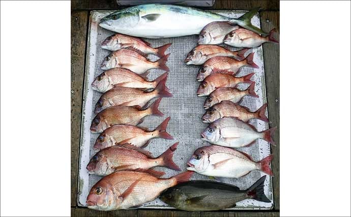 【沖釣り釣果速報】大物乗合船でマダイ筆頭にカンパチ・ハマチがズラリ！竿頭は8目＆30匹と大漁（愛知）
