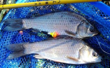 冬でも釣れる!寒ブナ釣りの始め方 ポイント・仕掛け・釣り方を基礎から解説