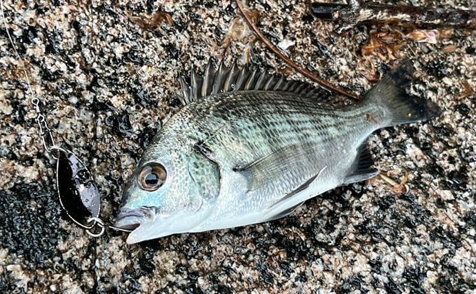 ネット通販の激安スプーンでチヌが釣れた！【浜名湖】地元の常連からの情報が決め手に