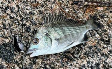 ネット通販の激安スプーンでチヌが釣れた！【浜名湖】地元の常連からの情報が決め手に