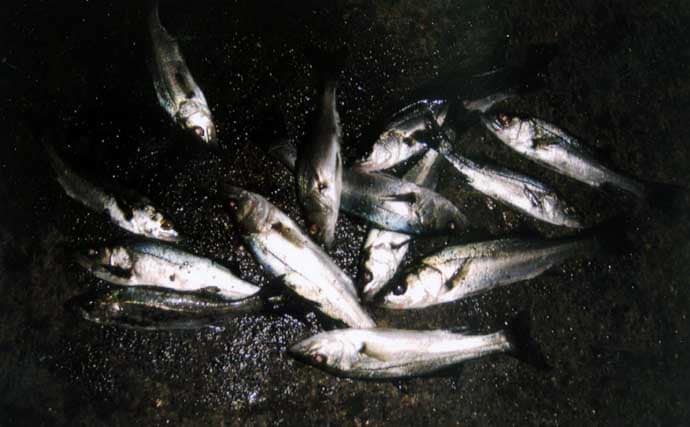 霞ヶ浦ふ頭でセイゴの数釣りを堪能！【三重】足元で連続ヒット