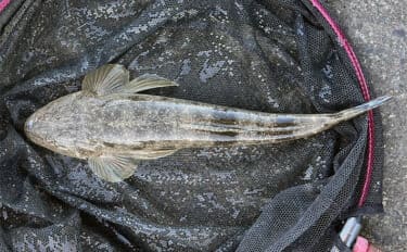 木曽川河口のルアーマゴチ釣りで43cm本命をキャッチ! 年末までは楽しめそうか