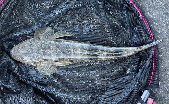 木曽川河口のルアーマゴチ釣りで43cm本命をキャッチ！ 年末までは楽しめそうか