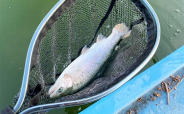プールフィッシングで良型ニジマスを連打【しらこばと水上公園】フライで挑戦