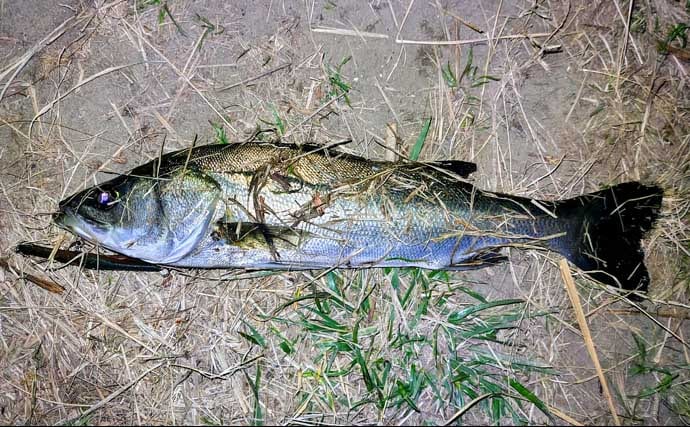 強風下のルアーシーバス釣行で50cm級本命3匹キャッチ成功！【千葉・養老川】