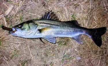 強風下のルアーシーバス釣行で50cm級本命3匹キャッチ成功！【千葉・養老川】