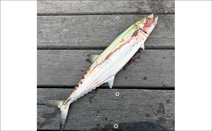 「ワンピッチジャークでヒットしない時はどうすればいい？」 LSJでの食い渋り対策2選