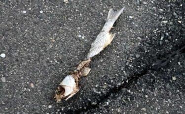 「ボウズにマンネリ・・」釣りを辞めたくなったら？　無理せず離れるのも一手