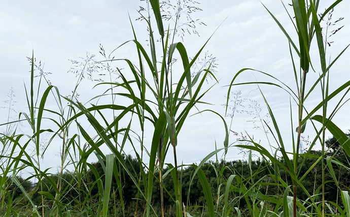 「川で釣りしたらくしゃみが止まらなくなった!」 釣りに行くなら花粉症対策も大事?