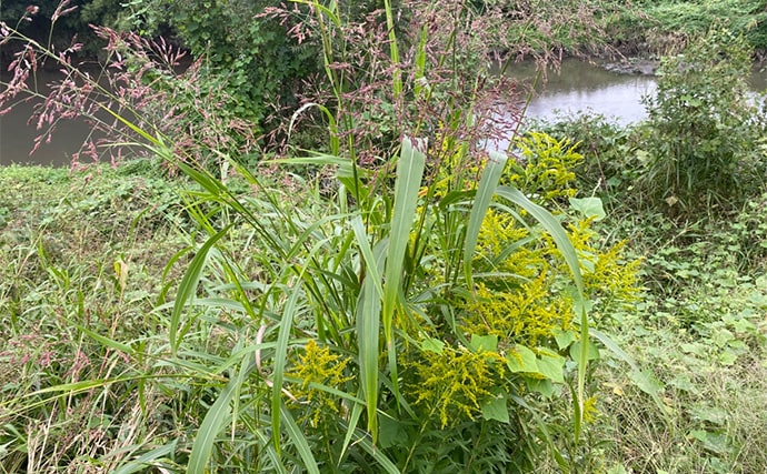 「川で釣りしたらくしゃみが止まらなくなった!」 釣りに行くなら花粉症対策も大事?