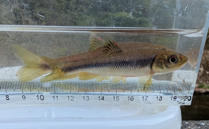 河川の雑魚代表「オイカワ・カワムツ・ウグイ」は似たもの同士？