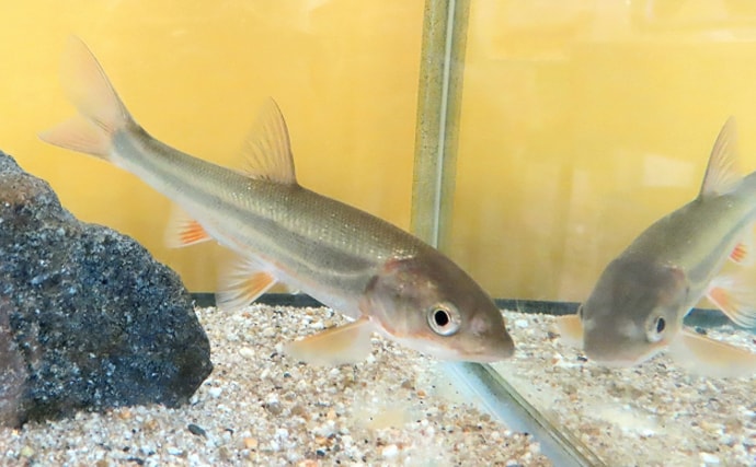 河川の雑魚代表「オイカワ・カワムツ・ウグイ」は似たもの同士？