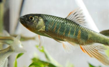 河川の雑魚代表「オイカワ・カワムツ・ウグイ」は似たもの同士？