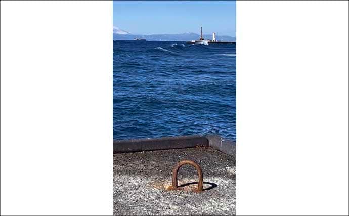 伊豆大島のメジナ釣りで39cm良型手中　サイズアップ連発の好展開