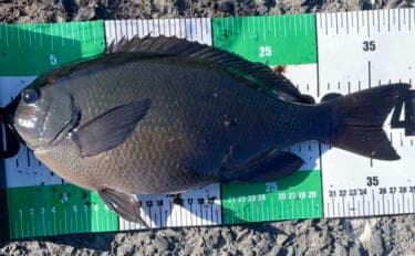 伊豆大島のメジナ釣りで39cm良型手中　サイズアップ連発の好展開