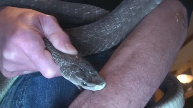 ヘビに自分の腕を噛ませている瞬間。周囲には「絶対に自分のまねはするな」と呼びかけているそう