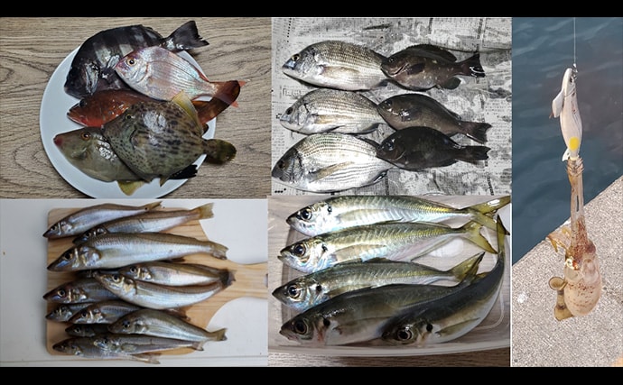 「初ヒットまで1年、初キャッチまで10年!」 ルアーシーバス釣りは難しい?