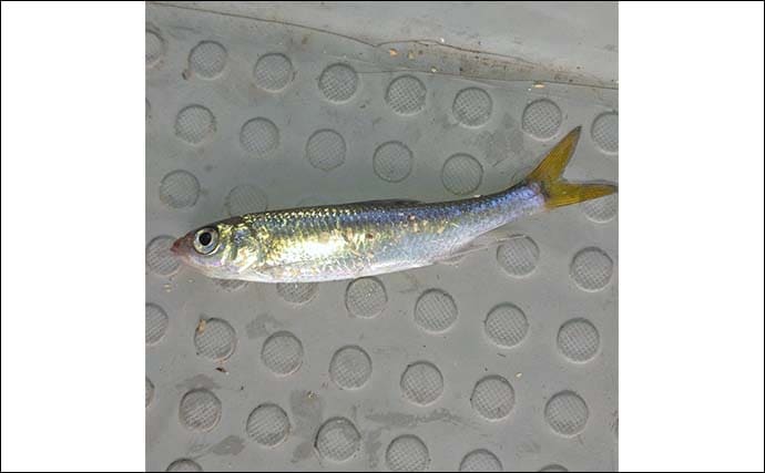 伊自良湖でワカサギ釣り開幕前哨戦！【岐阜】13匹キャッチで手応えあり