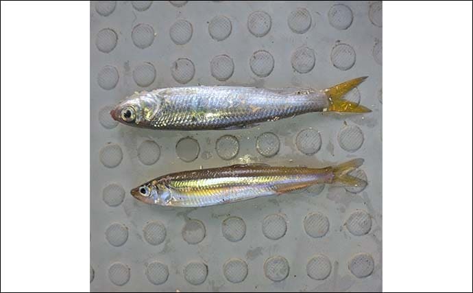 伊自良湖でワカサギ釣り開幕前哨戦！【岐阜】13匹キャッチで手応えあり