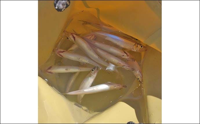 伊自良湖でワカサギ釣り開幕前哨戦！【岐阜】13匹キャッチで手応えあり