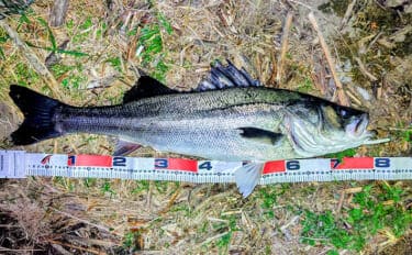 「冬の河川が熱すぎる!」80cm級大型シーバスが連発【養老川】 想定外のマゴチも登場