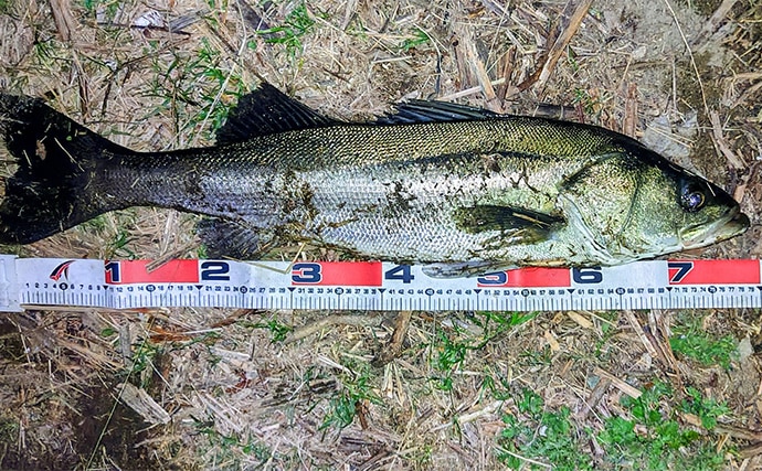 「冬の河川が熱すぎる！」80cm級大型シーバスが連発【養老川】 想定外のマゴチも登場