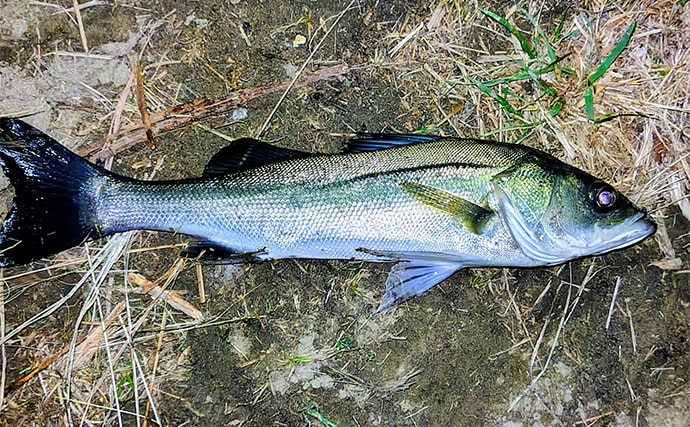 「冬の河川が熱すぎる！」80cm級大型シーバスが連発【養老川】 想定外のマゴチも登場
