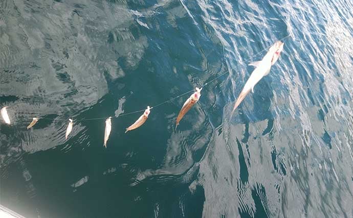 「浅ダナに良型連発!」相模湖ワカサギ釣りガイド【神奈川】アクセス良好&家族連れにも最適