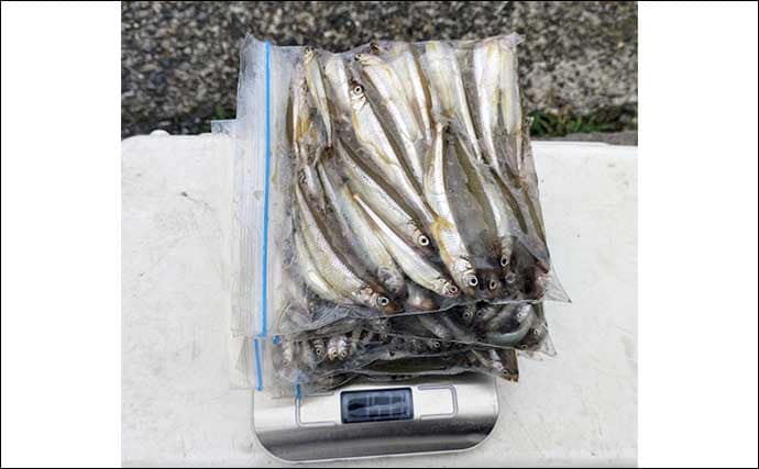 「浅ダナに良型連発!」相模湖ワカサギ釣りガイド【神奈川】アクセス良好&家族連れにも最適