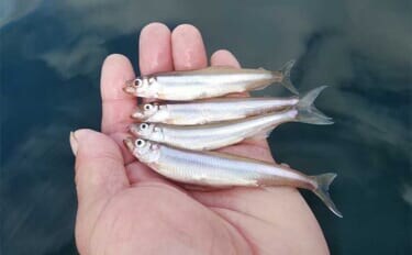 「浅ダナに良型連発!」相模湖ワカサギ釣りガイド【神奈川】アクセス良好&家族連れにも最適