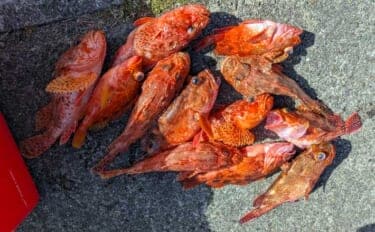 五ケ所湾沖のウッカリカサゴ釣りで40cm級連発!【三重】オニ・アヤメ交じり好土産