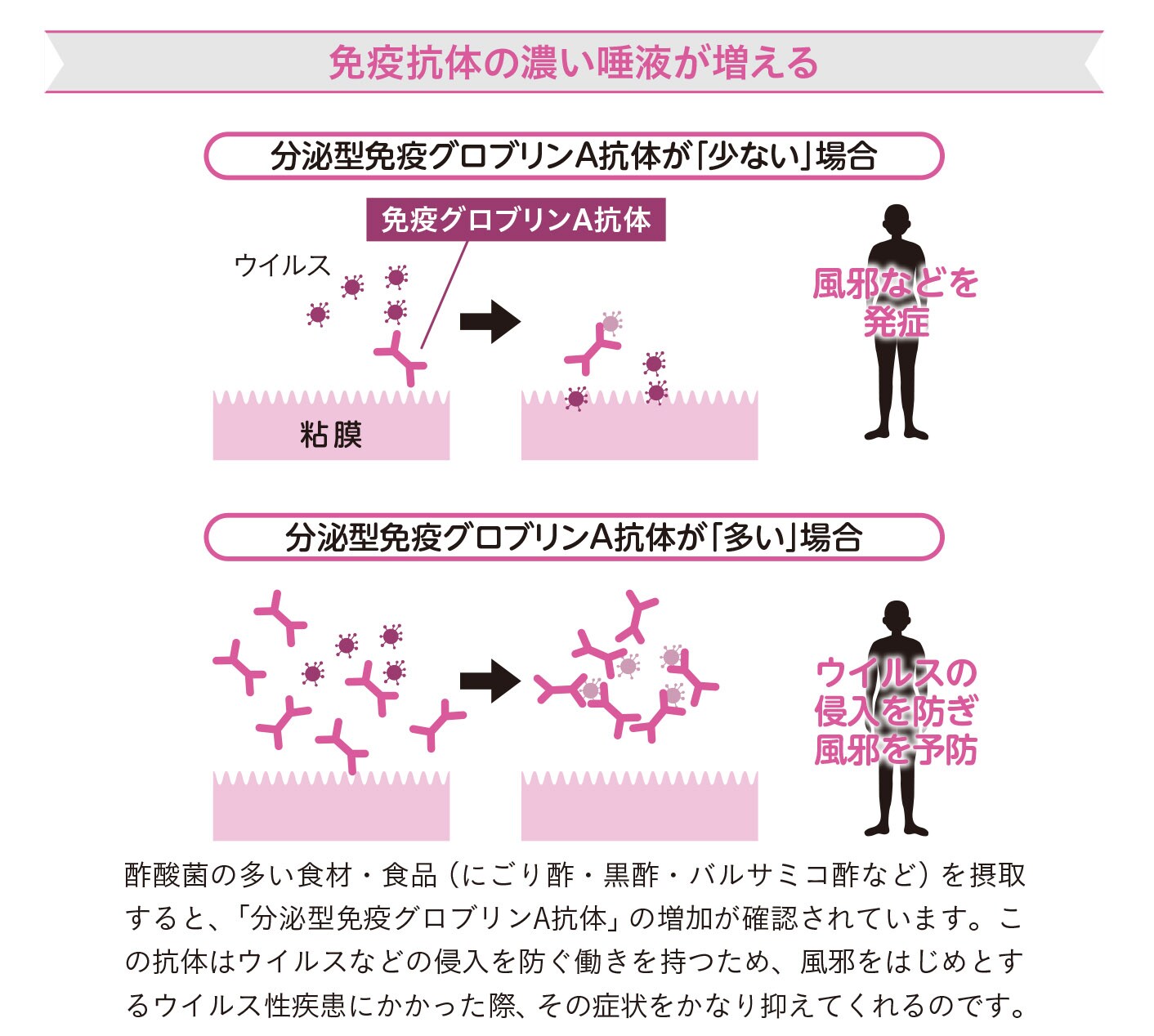 酢酸菌が免疫力を高めるカラクリ2【1週間で勝手に最強の免疫力がつくすごい方法】