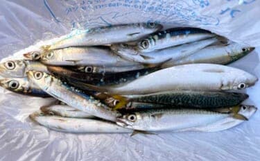 堤防フカセ釣りで本命アジ不発もウルメイワシを手中【千葉・天津港】